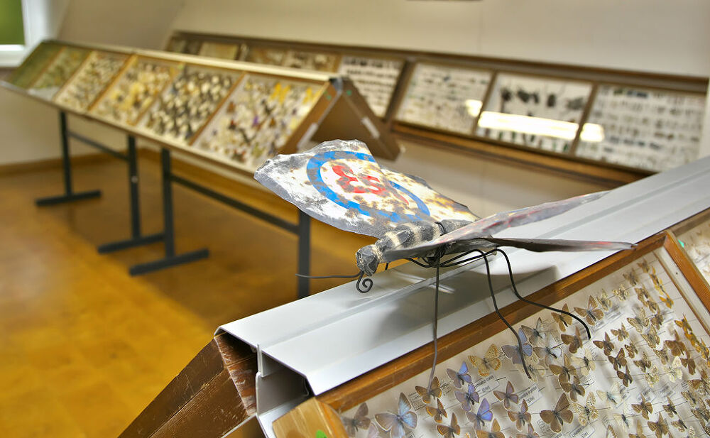 Die Schmetterlingssammlung gehört zu den Highlights im Naturkundemuseum Gerolstein. © Holger Bernert RPT