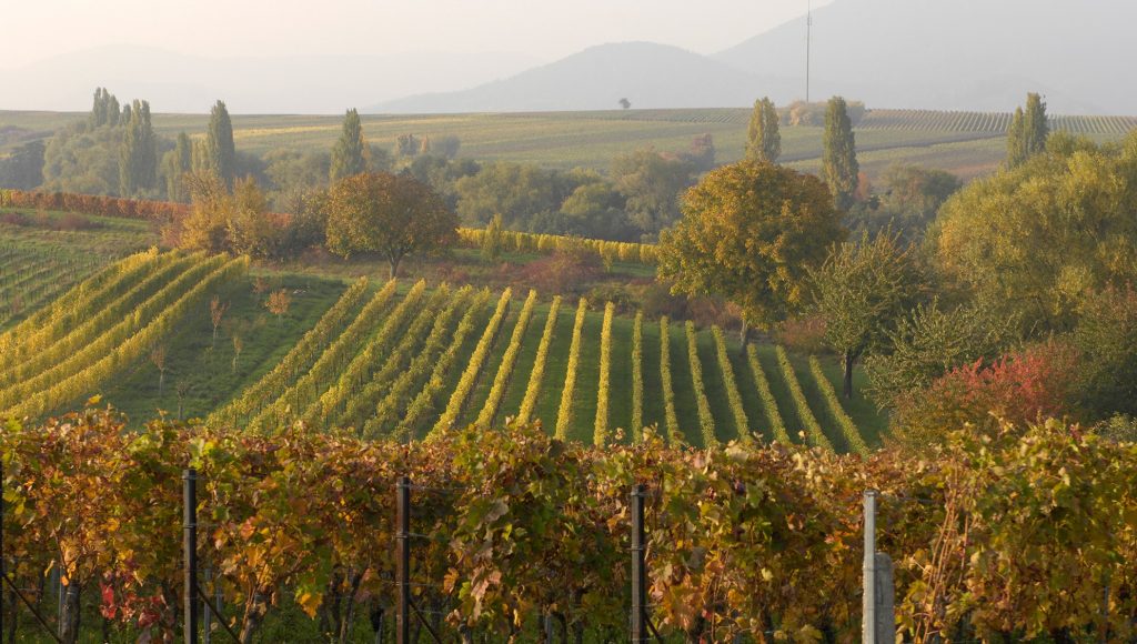 Zur Weinlese im Herbst erstrahlen die Weinberge in einer wunderschönen Farbenpracht. © Haltner